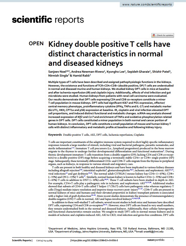 Kidney double positive T cells have distinct characteristics in normal and diseased kidneys