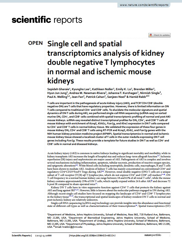 Single cell and spatial transcriptomics analysis of kidney double negative T lymphocytes in normal and ischemic mouse kidneys